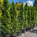 Tuja západná (Thuja occidentalis) ´SMARAGD´ - výška: 170-200 cm, kont. C25L